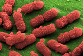 E. coli Nissle 1917 in co-culture with Caco-2 cells