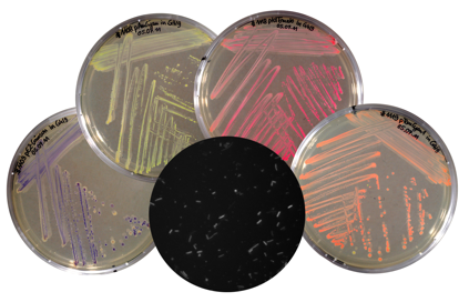 Expression and synthesis of different fluorescent proteins by a probiotic E. coli 