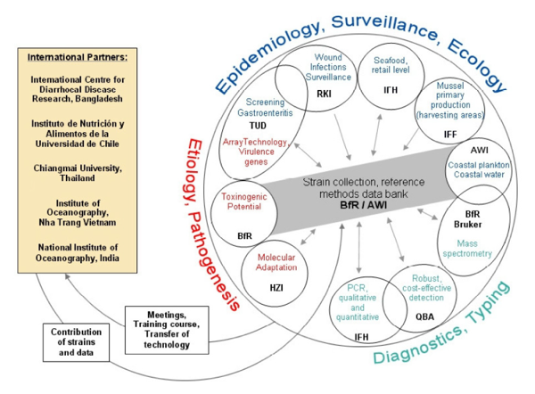 vibrionet/vibrio_schema.png